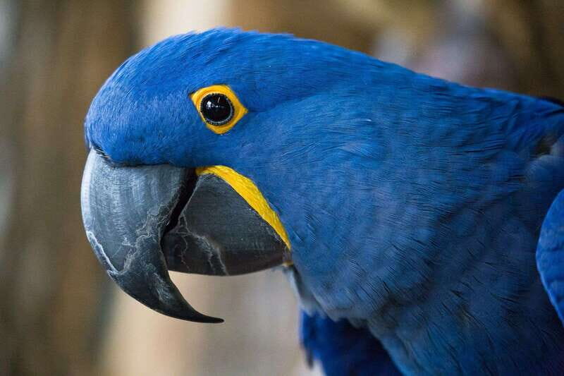 Niagara Falls, Canada: Bird Kingdom Entry Ticket - Photo tips that matter in an indoor free-flying setting