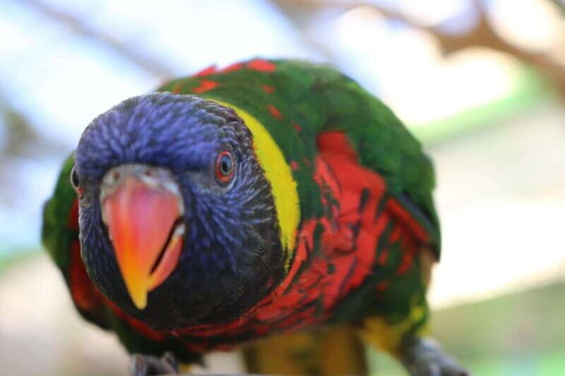 Niagara Falls, Canada: Bird Kingdom Entry Ticket - Animal Encounters and the staff talks: the part you’ll remember