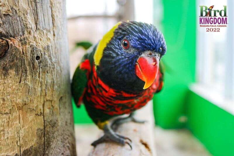 Niagara Falls, Canada: Bird Kingdom Entry Ticket - Lorikeet Landing and feeding: when the add-on makes sense
