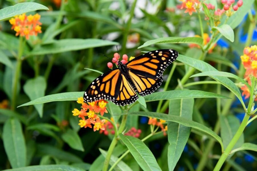Niagara Falls, Canada: Butterfly Conservatory Admission - Key Highlights You’ll Feel in Your First 10 Minutes