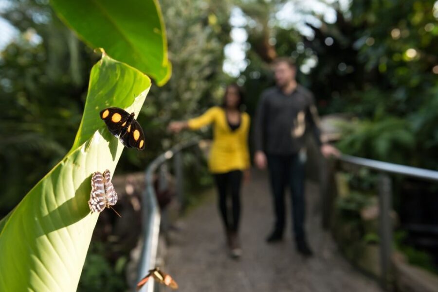 Niagara Falls, Canada: Butterfly Conservatory Admission - Timing Your Visit Around the 10:00am–5:00pm Hours and Seasonal Changes
