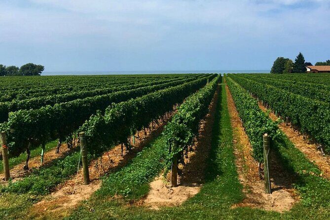 Niagara-On-The-Lake Guided Wine and Charcuterie Full-Day Tour - Potential downsides to plan around before you go