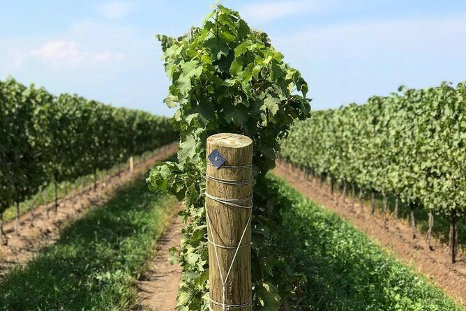 Private Wine & Charcuterie Tour (Customizable) - Snacks, water, and how not to get wine-stunned