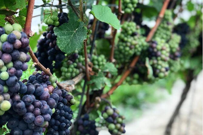 Private Wine & Charcuterie Tour (Customizable) - Pricing that makes sense when you add up the extras
