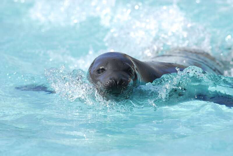 Quebec: Aquarium du Quebec Entry Ticket - Outdoor marine habitats: polar bears, seals, and arctic fox viewing