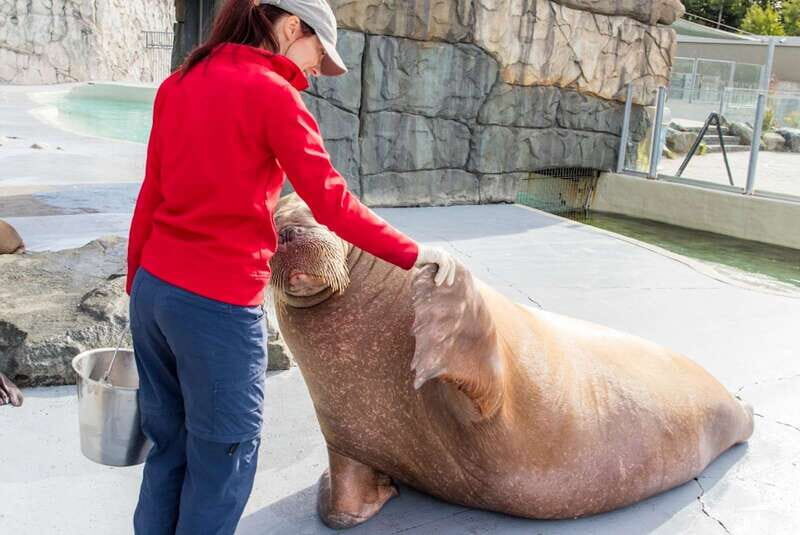 Quebec: Aquarium du Quebec Entry Ticket - Interactive stingray time: a kid favorite (and adult stress test)