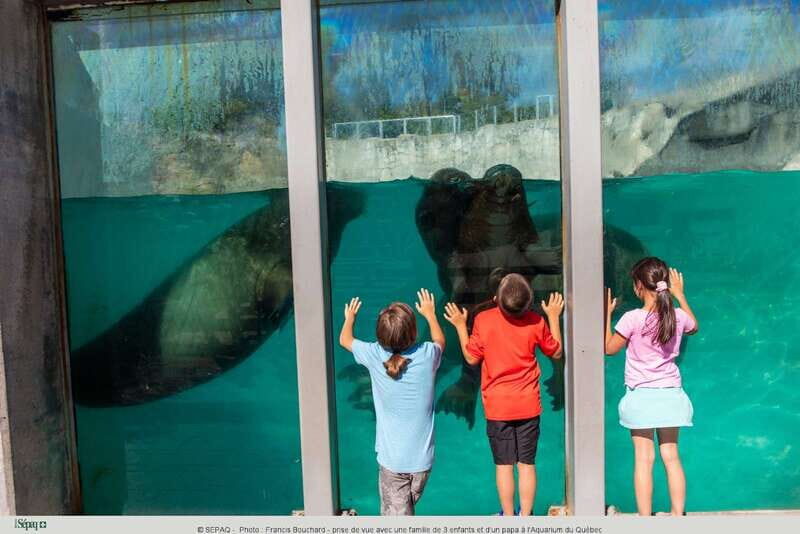 Quebec: Aquarium du Quebec Entry Ticket - The Awesome Ocean tunnel: the main event you’ll plan around