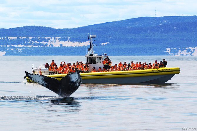 Québec City: Whale Watching Tour with Bus Transportation - Key things that make this tour worth your time