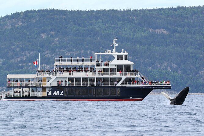 Québec City: Whale Watching Tour with Bus Transportation - Saguenay–St. Lawrence Marine Park: how the cruise time turns into real sightings