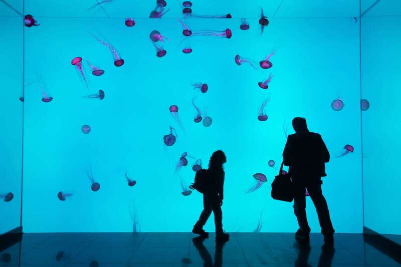Ripley's Aquarium: Sharks After Dark Entry (After 5PM) - Key takeaways before you go