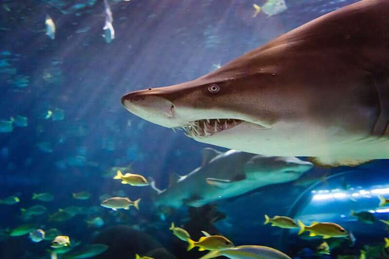 Ripley's Aquarium: Sharks After Dark Entry (After 5PM) - Sharks After Dark at Ripley’s Aquarium: Value and what $33 really buys