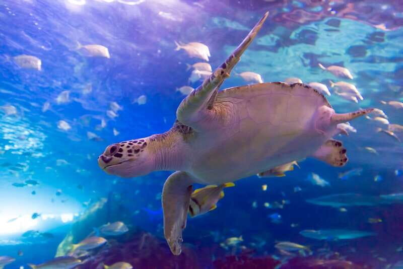 Ripley's Aquarium: Sharks After Dark Entry (After 5PM) - Stingray touch pools and hands-on exhibits: what feels special (and what to expect)