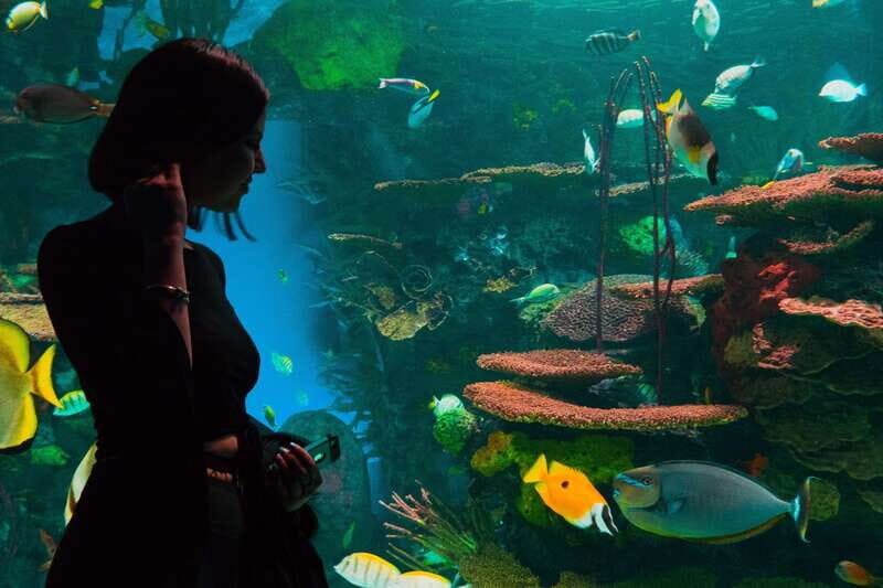 Ripley's Aquarium: Sharks After Dark Entry (After 5PM) - Jellyfish and the 20,000-animals scale: why the big indoor tanks work at night