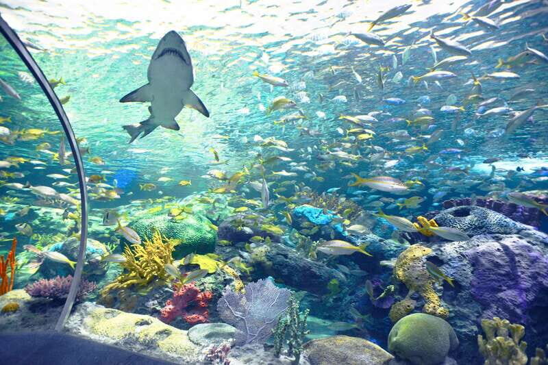 Ripley's Aquarium: Sharks After Dark Entry (After 5PM) - Live diver presentations and the aquarium rhythm: how to avoid missing the action