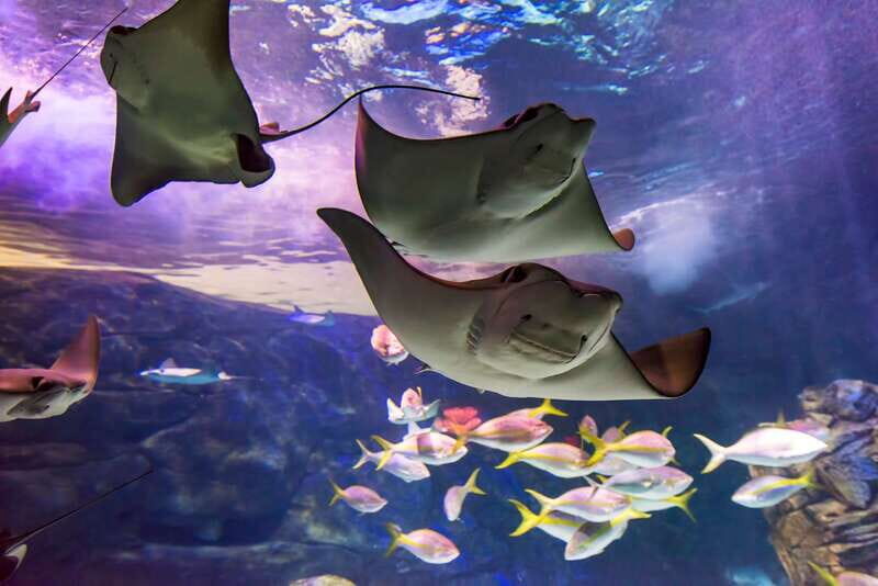 Ripley's Aquarium: Sharks After Dark Entry (After 5PM) - Getting there after 5 PM: Union Station, the Skywalk, and simple navigation