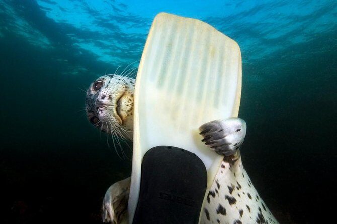 Snorkel, Kayak, and Seal Adventure: Vancouver Boat Tour - Key Things I’d Plan for