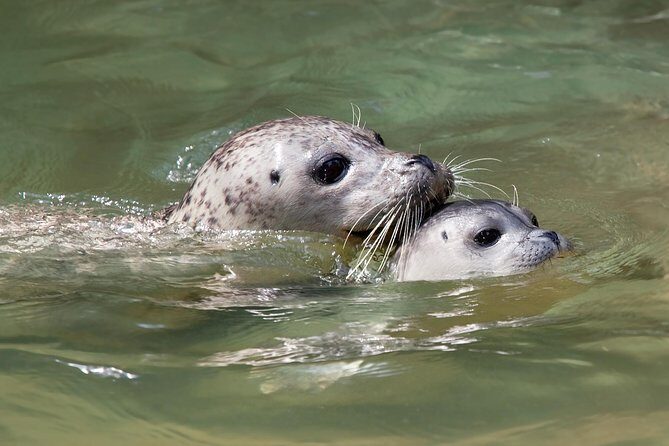 Snorkel, Kayak, and Seal Adventure: Vancouver Boat Tour - Sightseeing Only: stay aboard and still get the value