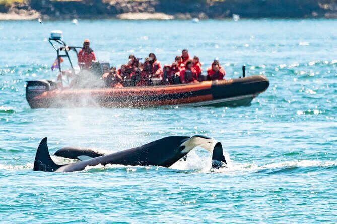 Summer Whale Watching Tour in a Zodiac Boat in Victoria - Quick hits: what makes this whale watch work