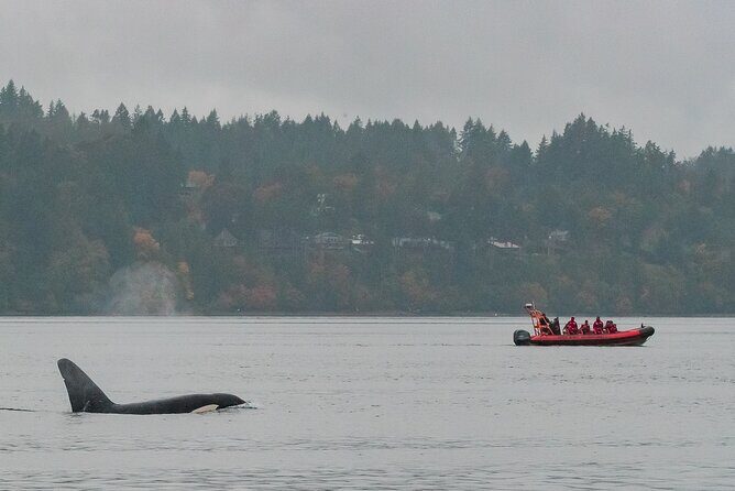 Summer Whale Watching Tour in a Zodiac Boat in Victoria - Zodiac whale watching from Victoria: the ride you’re signing up for