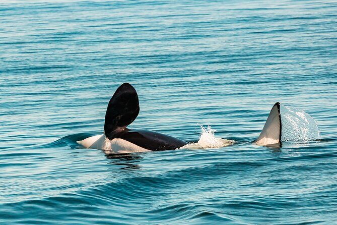 Summer Whale Watching Tour in a Zodiac Boat in Victoria - Meeting at 950 Wharf St: timing, transport, and getting ready