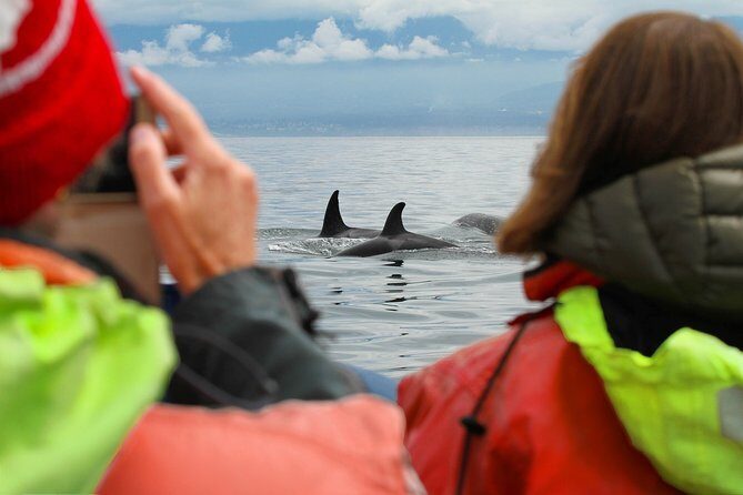 Summer Whale Watching Tour in a Zodiac Boat in Victoria - Race Rocks: where the tides do the heavy lifting