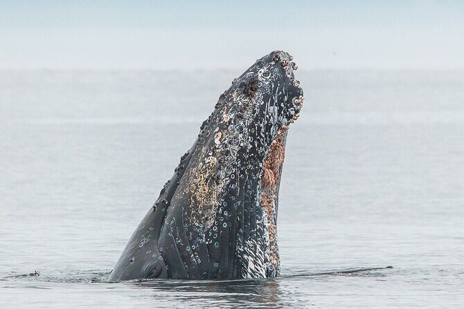 Summer Whale Watching Tour in a Zodiac Boat in Victoria - Price and value: is $144.30 worth it?