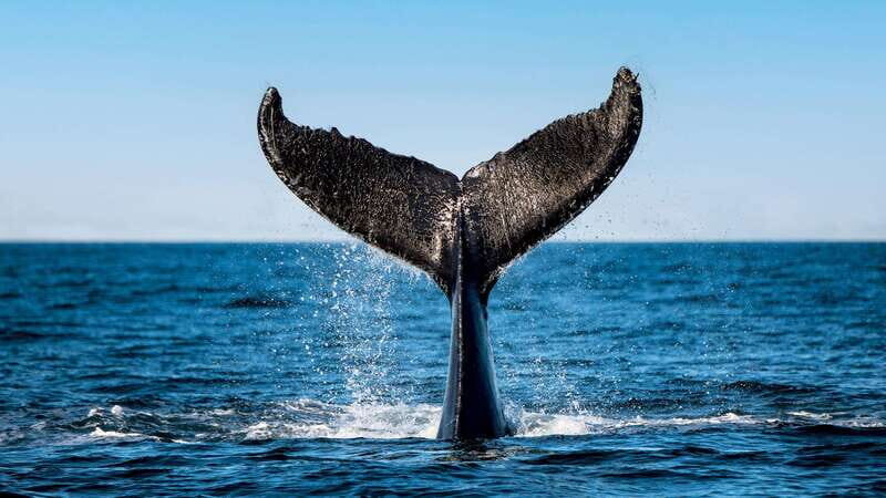 Tadoussac/Charlevoix: 3-Hour Whale Watching Boat Tour - Bilingual naturalist guides: what you learn beyond spotting