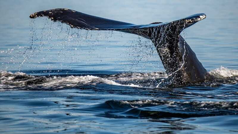 Tadoussac/Charlevoix: 3-Hour Whale Watching Boat Tour - Walking through the stops: what each part of the ride is for