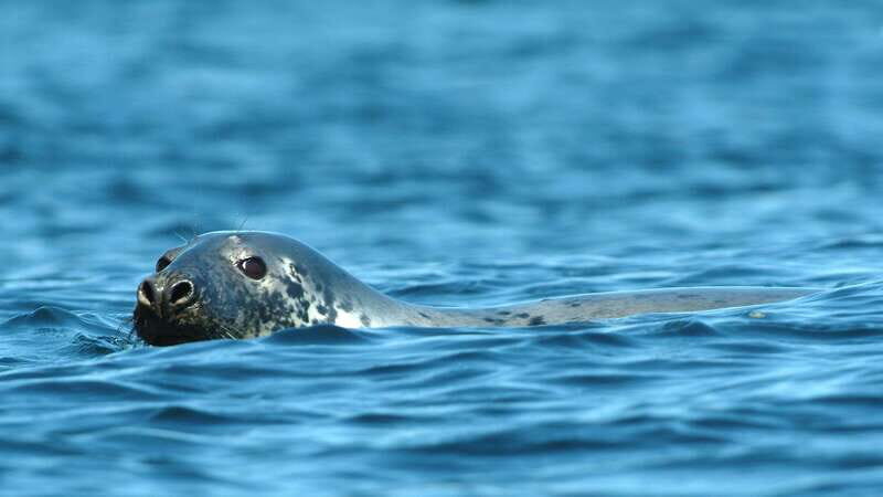 Tadoussac/Charlevoix: 3-Hour Whale Watching Boat Tour - VIP vs Upper Deck Access: when paying more makes sense