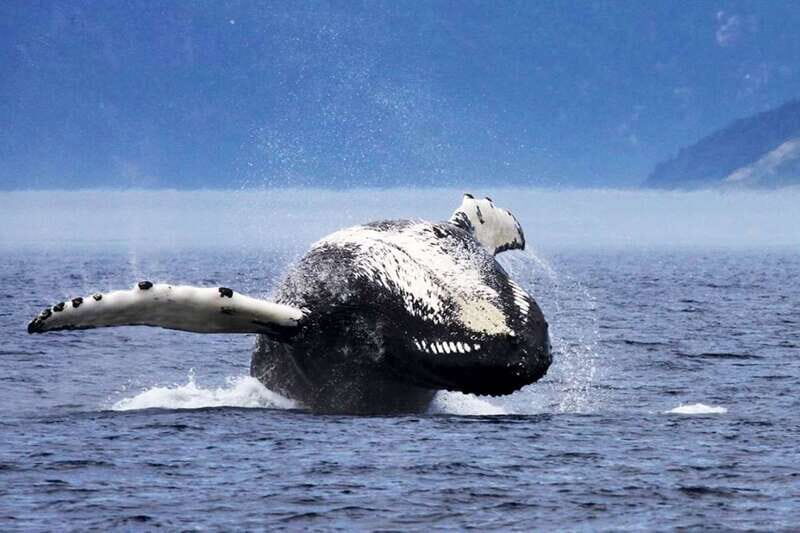 Tadoussac/Charlevoix: 3-Hour Whale Watching Boat Tour - Price and value: is $122 for 3 hours worth it?