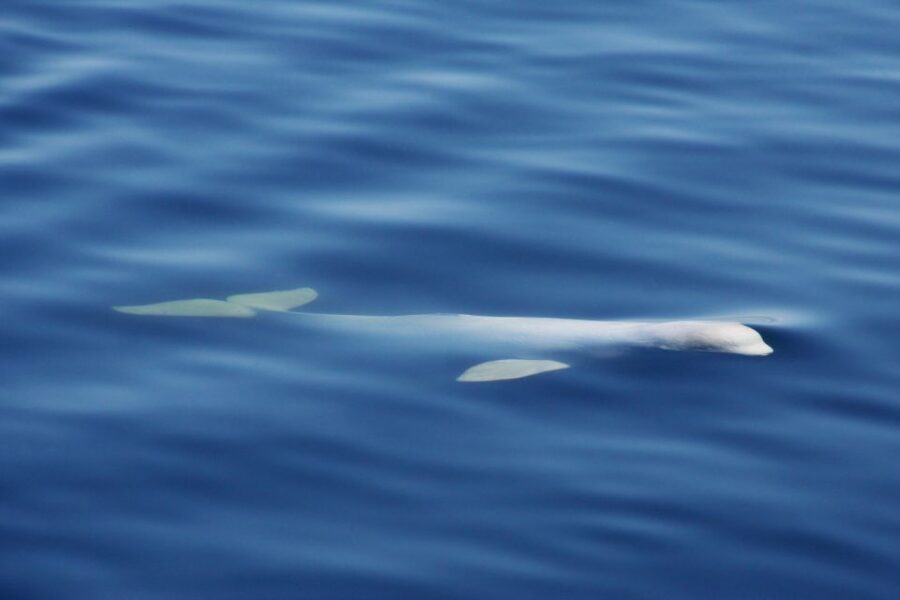Tadoussac/Charlevoix: 3-Hour Whale Watching Boat Tour - What to bring: the cold and wind tips that save your trip