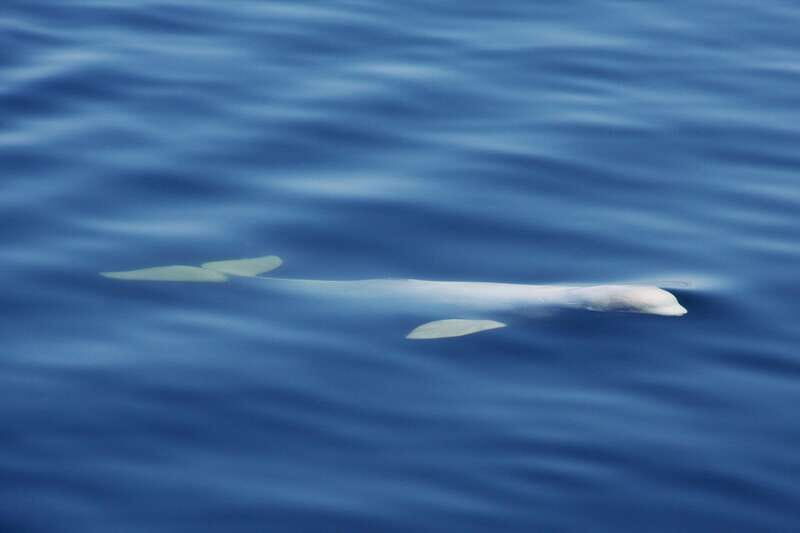 Tadoussac/Charlevoix: 3-Hour Whale Watching Boat Tour - Whale guarantee: how to stay calm if sightings are slow