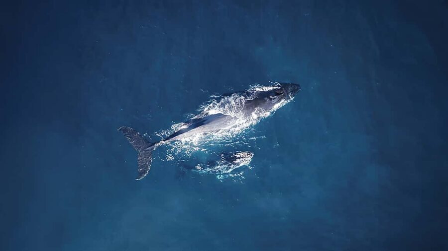 Tadoussac/Charlevoix: VIP Lounge OR UpperDeck Whale Watching - Quick takeaways before you pick your VIP spot