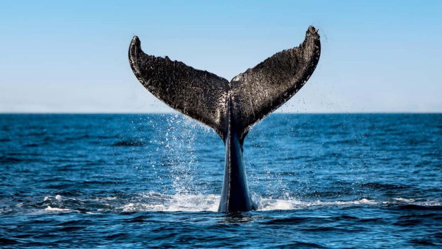 Tadoussac/Charlevoix: VIP Lounge OR UpperDeck Whale Watching - FAQ
