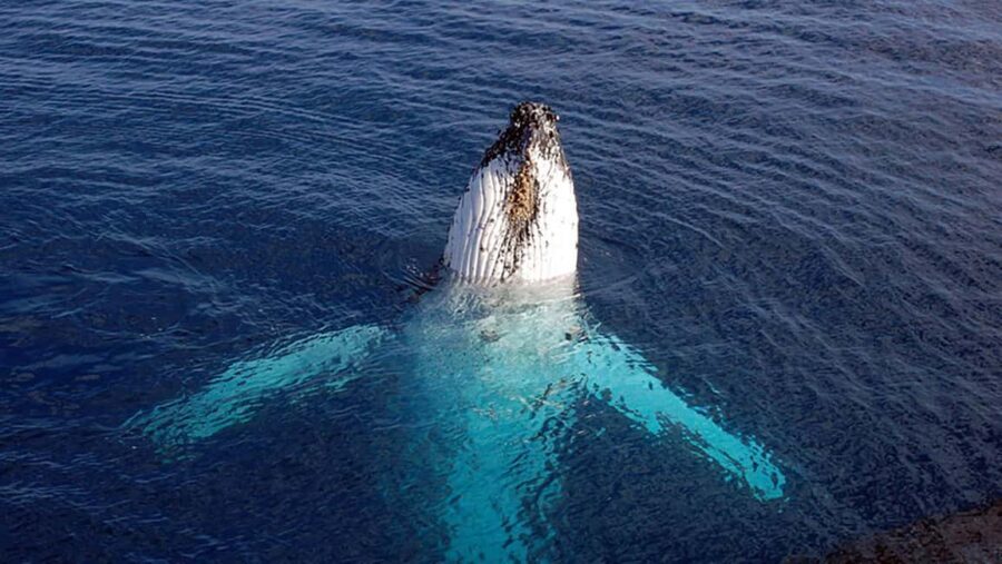 Tadoussac/Charlevoix: VIP Lounge OR UpperDeck Whale Watching - VIP Lounge vs Upper Deck: choosing the best whale-viewing setup