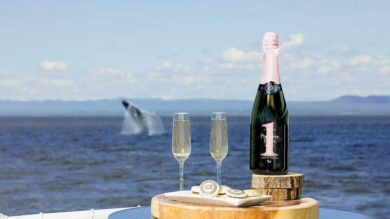 Tadoussac/Charlevoix: VIP Lounge OR UpperDeck Whale Watching - Who this AML Cruises VIP whale watch suits best