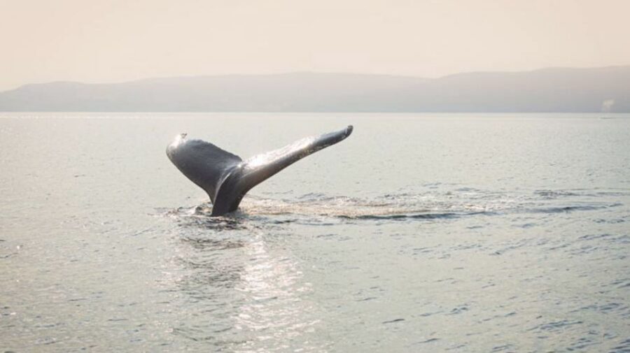 Tadoussac/Charlevoix: VIP Lounge OR UpperDeck Whale Watching - Should you book this VIP whale watching in Tadoussac and Charlevoix?