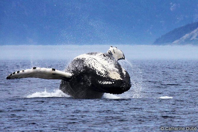 Tadoussac/Charlevoix: Whale Watching Tour - What Happens During the 2 to 3 Hours on the Water