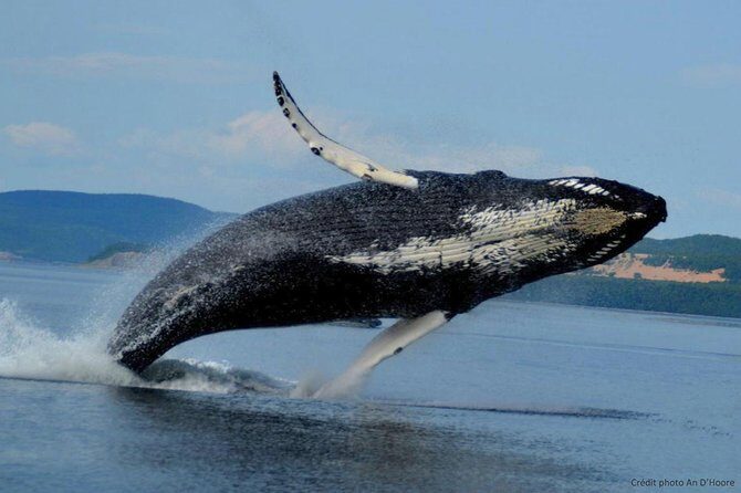 Tadoussac/Charlevoix: Whale Watching Tour - Species You Can Expect to Be Discussed (and Why the Guide Matters)