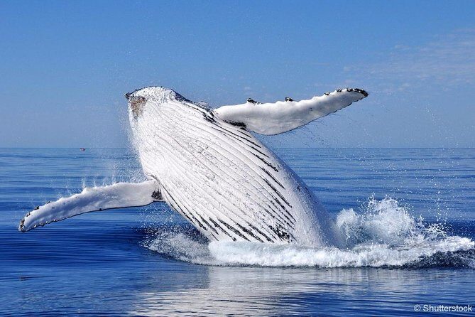 Tadoussac/Charlevoix: Whale Watching Tour - Warmth, Gear, and Small Comforts That Make a Cold Day Work