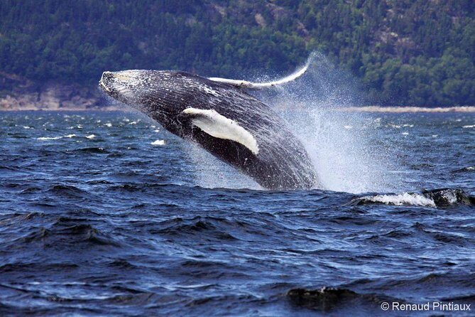 Tadoussac/Charlevoix: Whale Watching Tour - Price and Value: Is $101.32 a Good Deal?