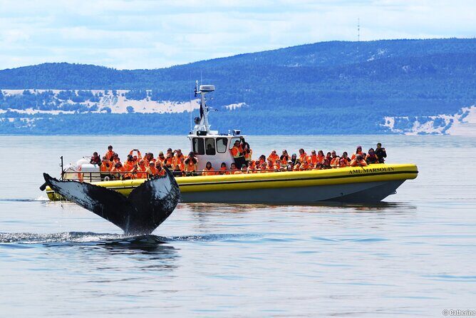 Tadoussac/Charlevoix: Whale Watching Tour - Boat vs Zodiac: Your Choice Changes the Whole Experience