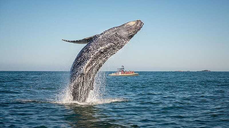Tadoussac/Charlevoix: Whale Watching Zodiac Tour - Safety, ethics, and who should skip this tour