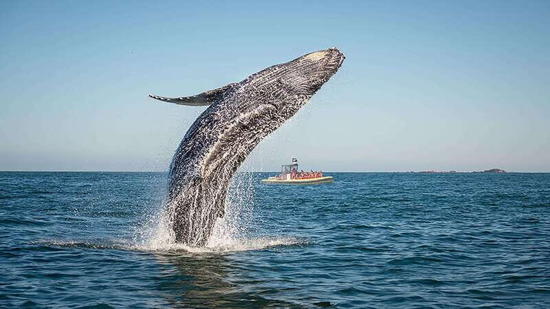 Tadoussac/Charlevoix: Whale Watching Zodiac Tour - Tadoussac and the Saguenay-St. Lawrence: why this site is a big deal