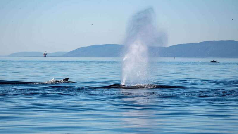 Tadoussac/Charlevoix: Whale Watching Zodiac Tour - Choosing your departure time: morning energy, midday sightings, or sunset light
