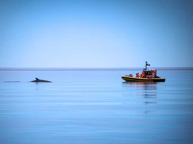 Tadoussac/Charlevoix: Whale Watching Zodiac Tour - On the Zodiac: what up-close whale watching actually feels like