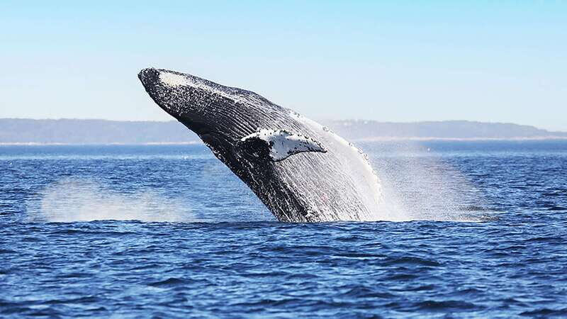 Tadoussac/Charlevoix: Whale Watching Zodiac Tour - Cold, wet, and doable: dressing smart for a Zodiac ride