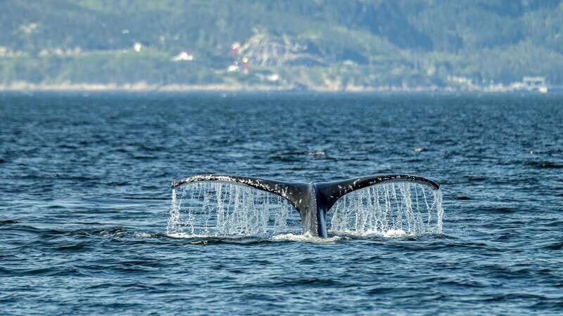 Tadoussac/Charlevoix: Whale Watching Zodiac Tour - Price and what $98 buys you in real terms