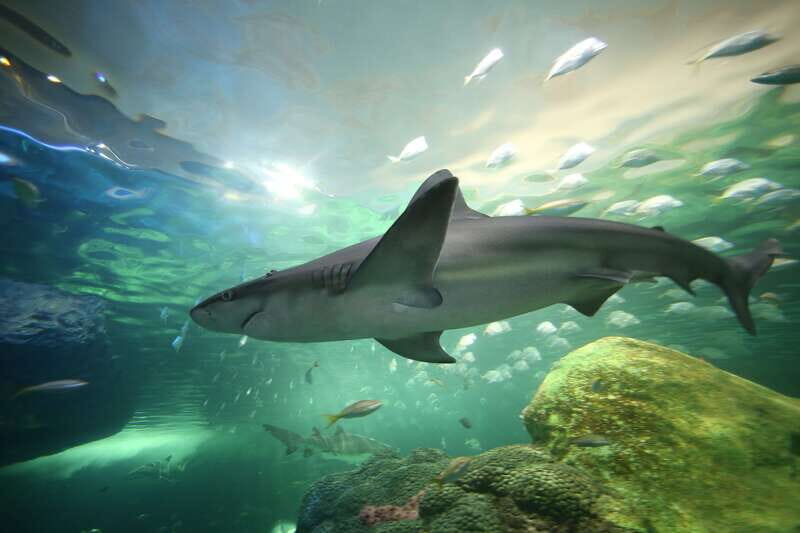 Toronto: Ripley's Aquarium of Canada Entry Ticket - Downtown Toronto, Underground Water World