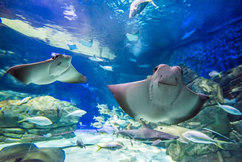 Toronto: Ripley's Aquarium of Canada Entry Ticket - Sharks overhead: the underwater tunnel experience